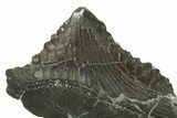 Bizarre Shark (Edestus) Jaw Section with Tooth - Carboniferous #269658-2